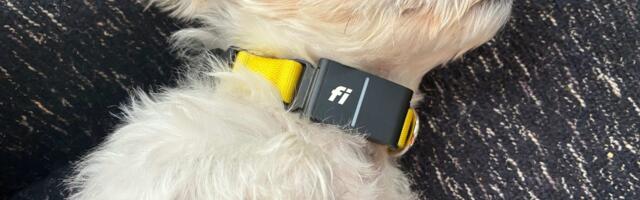 Pet Tech Roundup: CNET Tested Out All the Latest Devices