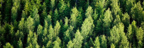 SilviaTerra wants to bring the benefits of carbon offsets to every landowner everywhere