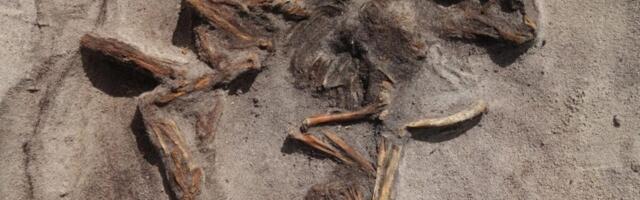 Metal Detectorist Discovers Rare Boat Grave Containing Viking Woman and Her Dog