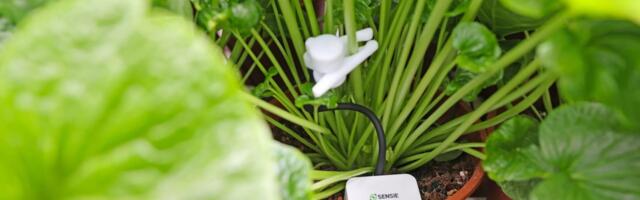 Ghent-based Sensie raises €500k to bring real-time plant intelligence to greenhouse growers