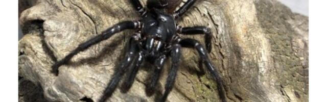 Yikes! World’s Deadliest Spider Is Actually 3 Different Species