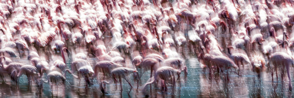 Adobe’s Project Sharp Shots uses AI to deblur your videos with one click