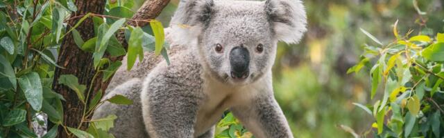 The startling reason Australia is shooting koalas out of trees from helicopters