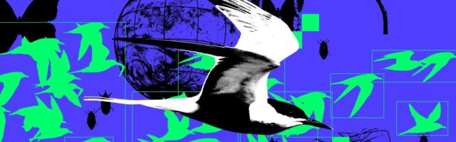 How AI is reshaping wildlife conservation — for better or worse