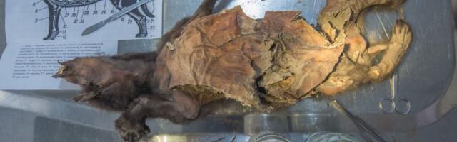 You Won’t Believe Where Scientists Found a 14,400-Year-Old Woolly Rhino Genome