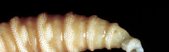 Flesh-eating flies are eating their way through Mexico, CDC warns