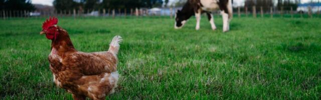 Bird flu jumped to cows, then to a human. Should we be worried?