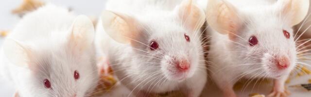 What went wrong with autism research? Let’s start with lab mice.