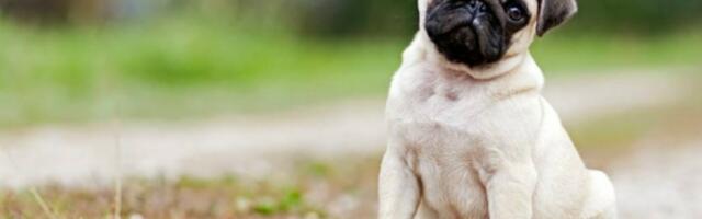 Немного про историю разведения собак