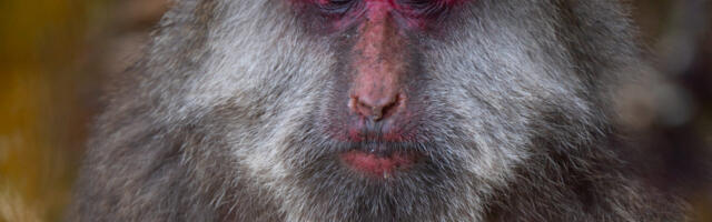 Macaque facial gestures are more than just a reflex, study finds