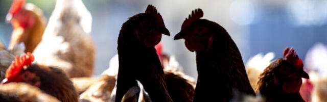 Second Colorado poultry farm reports human bird flu case amid dairy outbreak