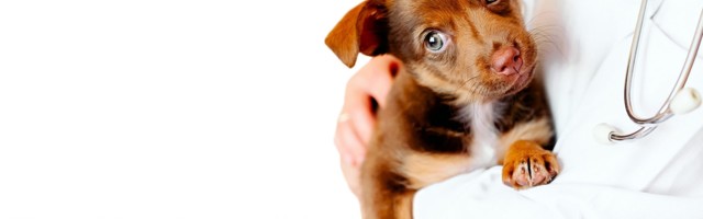 Dogs will get cutting-edge immunotherapy too, now