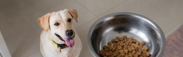 When It Comes to Unwanted Weight Gain, Humans and Labradors Have This in Common