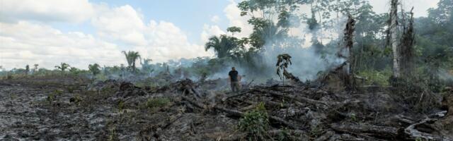Rainforest Alliance – 5 Ways We Can Help Save Rainforests
