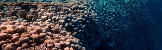 The Clarion-Clipperton Zone’s nodules are estimated to contain more nickel and cobalt than all terrestrial reserves — but commercial mining is still waiting on permits and an unfinished global rulebook