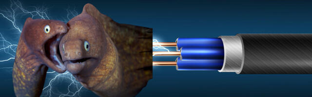 Thanks, electric eels, without you our batteries would suck