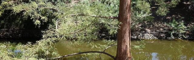 An ancient battle has driven a wetland species almost to extinction