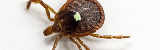 This tick’s spit can make you allergic to meat