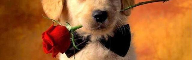 Вас уволят следующим: когда уже закончатся сокращения на IT-рынке и почему больше всех страдают “не айтишники”