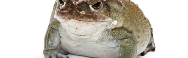 Psychedelic toad venom could soon be a clinical treatment for depression