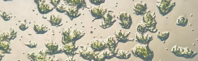 Moss Survives 9 Months Outside ISS, Somehow Keeps Growing Once Back on Earth