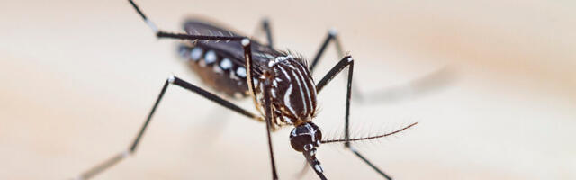 Welcome to “necroprinting”—3D printer nozzle made from mosquito’s proboscis