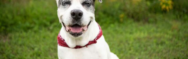 The feeding time error that causes most digestive issues in older dogs