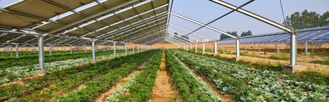 EU backs new project that combines solar power with agriculture