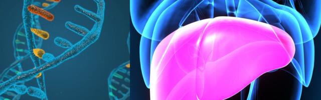 Swedish Ribo partners with Boehringer Ingelheim to develop new treatments for people with liver diseases
