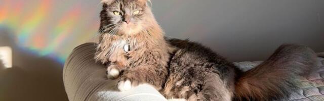 With bird flu cases rising, certain kinds of pet food may be risky for animals – and people