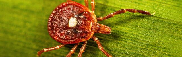 Surprisingly large number of people may have marker for tick-linked meat allergy