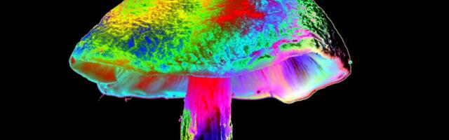 How different mushrooms learned the same psychedelic trick