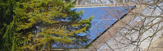 Should You Cut Down Your Trees Before Installing Solar Panels?