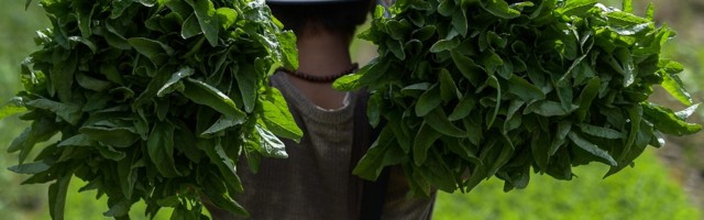 Malaysian agritech — will 5G reap what NB-IoT sows?