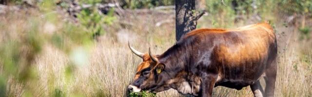 Rewilding: lynx, beavers, red squirrels and aurochs will benefit landscapes