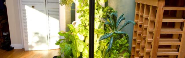 This smart garden turned my black thumb green