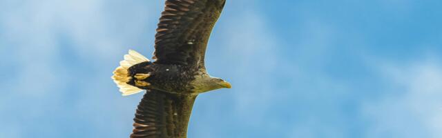 New Irish fast-track home delivery weight-loss service