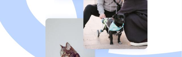 Leap Venture Studio Offers $200,000 Investment, Last Call for Applications For Pet Care Startup Accelerator