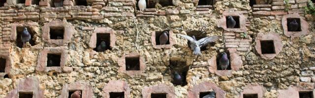 Why Pigeons at Rest Are at the Center of Complexity Theory