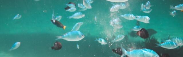 Surge of Investment in Seafood: Innovation and Sustainability