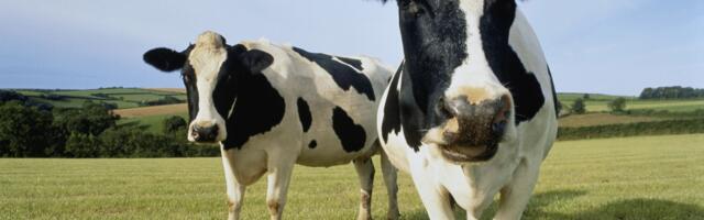 DEX Aggregator CoW Swap Targets 33% Trading Boost With Collaboration Feature, More Rewards