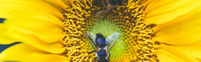 New research project investigates survival of wild honey bees across Europe