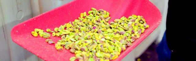 How California produces 99% of America's pistachios in a drought