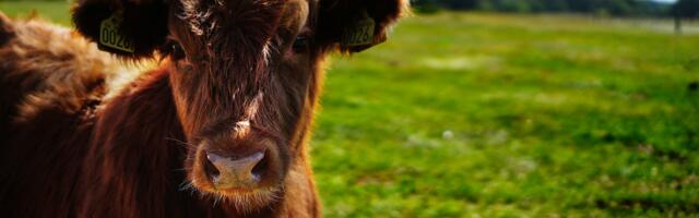 Irish farmers interested in renewables but could be moving faster
