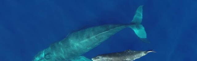‘Whale Conveyor Belt’ Moves Tons of Nutrients Across the Ocean—Through Urine