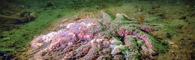 A Mystery Killer Wiped Out Billions of Sea Stars. Biologists Just Solved the Case.