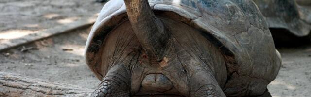 Critically Endangered Tortoise Is a First-Time Mom at Nearly 100 Years Old