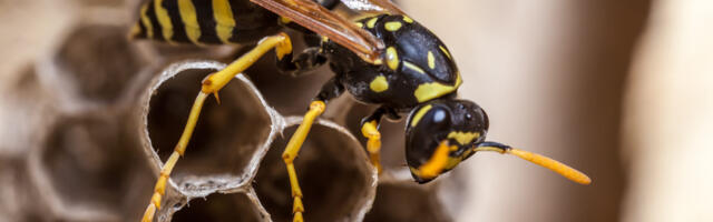 Four radioactive wasp nests found on South Carolina nuclear facility