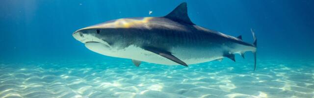 Why Sharks Ask for Royalties: Secrets from Shark Tank