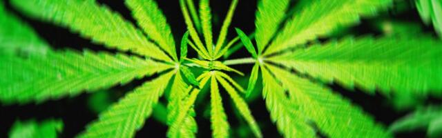 A Proposed Federal THC Ban Would ‘Wipe Out’ Hemp Products That Get People High